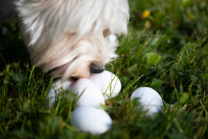 Rovio Pet Foods valkoinen koira haistelee kananmunia