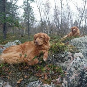 kaksi koiraa makaa metsässä kalliolla