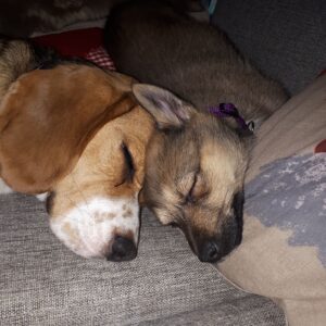 kaksi koiraa nukkuvat päät vastakkain