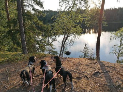 kolme koiraa metsäisellä rannalla