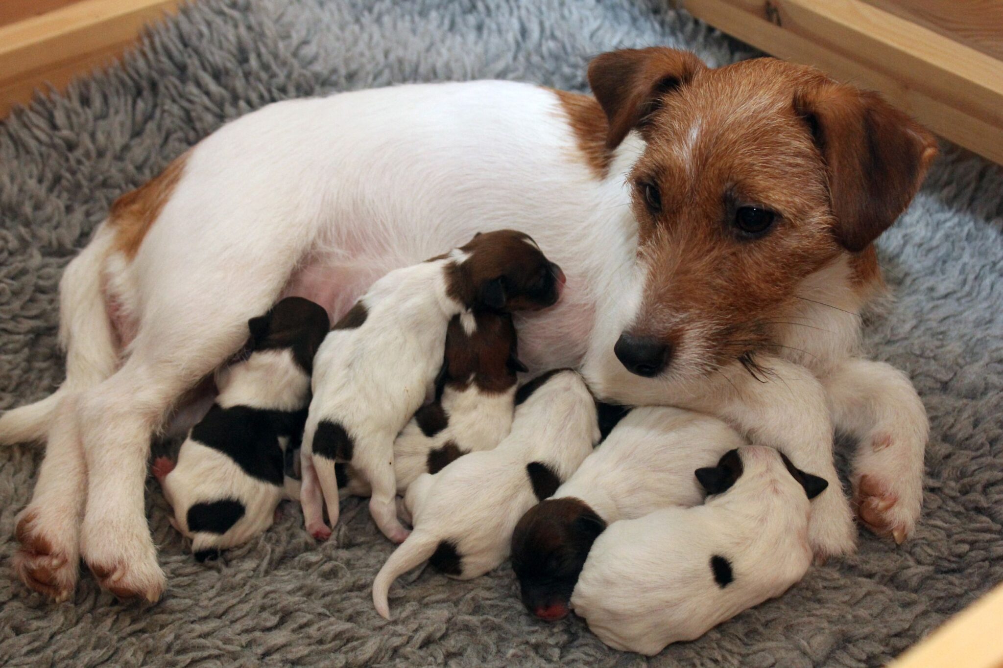 Jackrussellinterrieri emo ja pennut