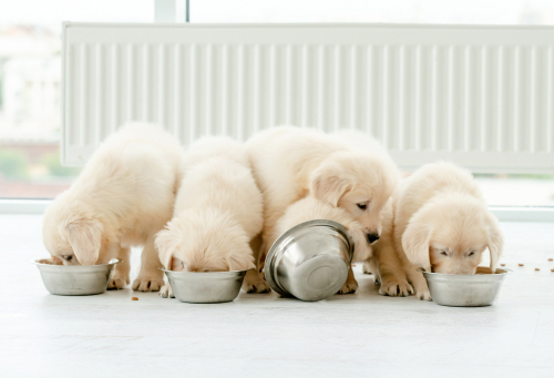 viisi koiranpentua syö kupista koiranruokaa