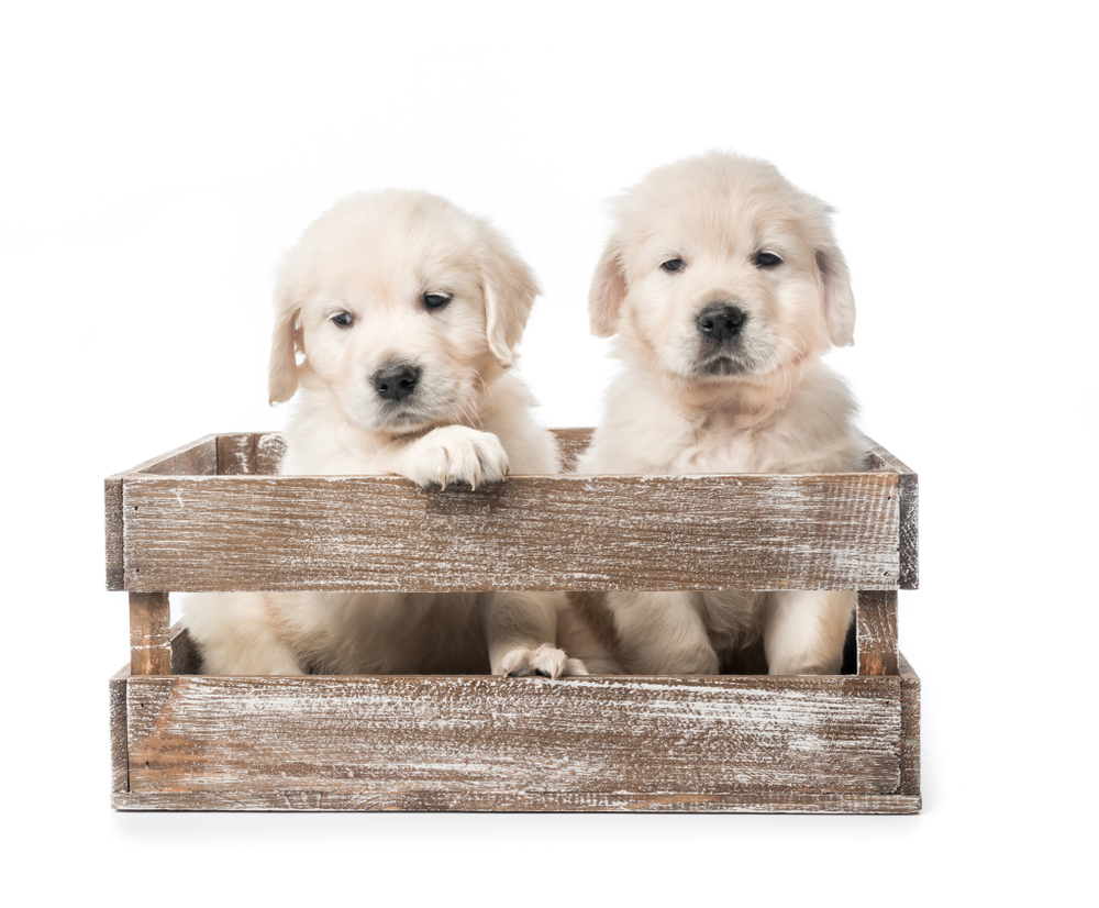 kaksi suloista koiranpentua istuu puulaatikossa