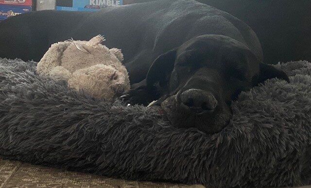 Musta koira nukkuu lelun kanssa
