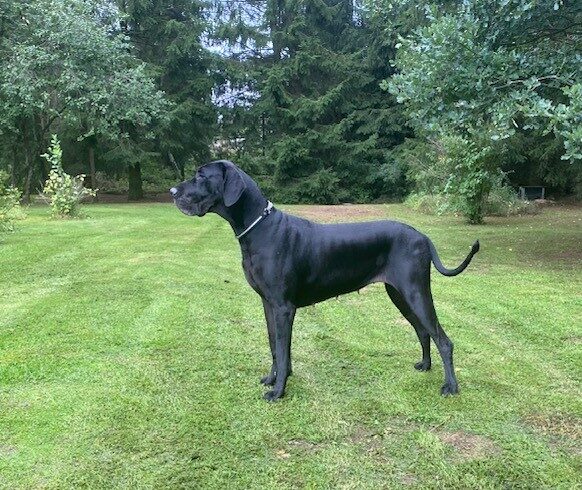 Iso musta koira seisoo nurmikolla
