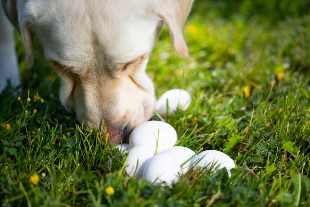 Sulo koira nuuskii kananmunia ruohikossa