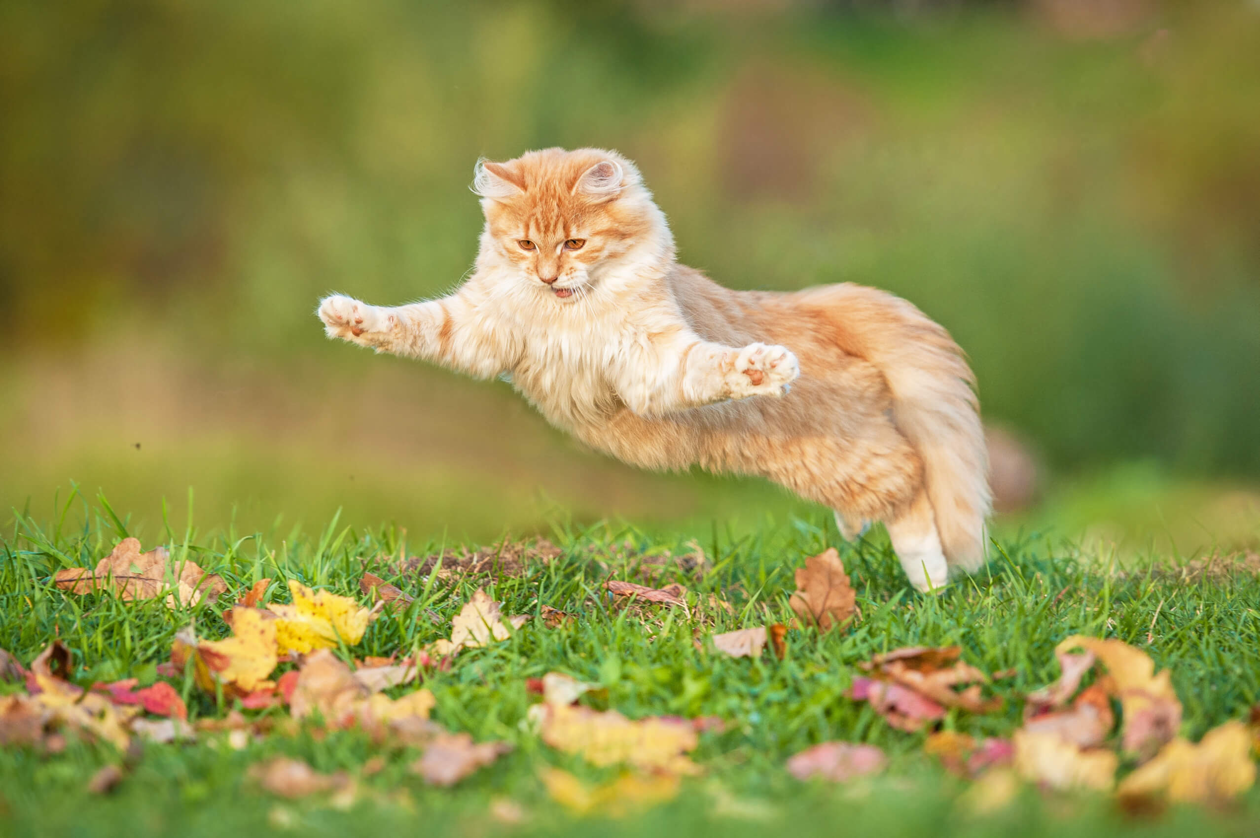 punainen kissa hyppää puunlehtien sekaan