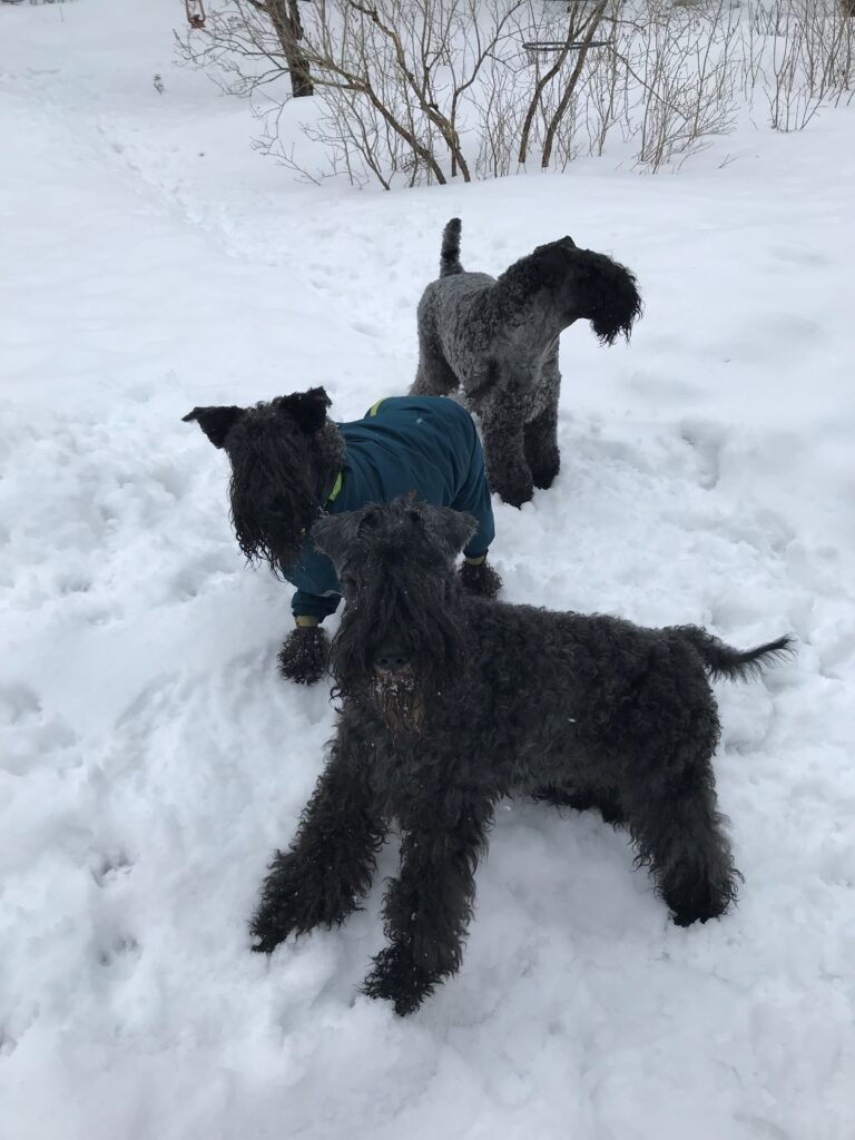 kolme koiraa seisoo lumessa