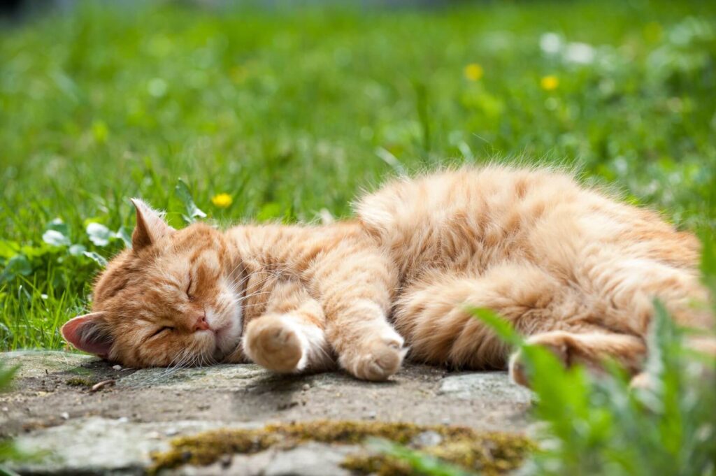 Punainen kissa nukkuu nurmikolla