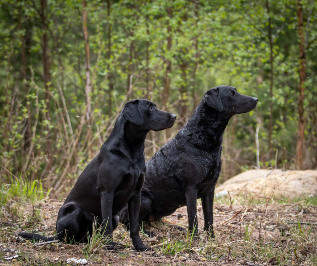 kaksi mustaa labradorinnoutajaa istuu