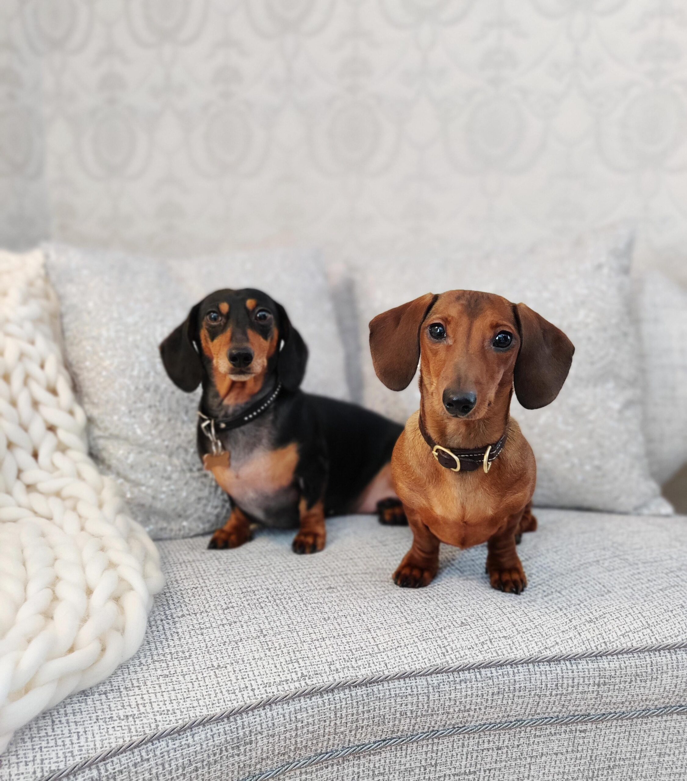 Kaksi mäyräkoiraa sohvalla