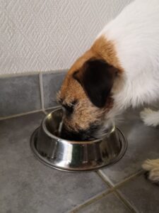 Koira syö kupista koiranruokaa