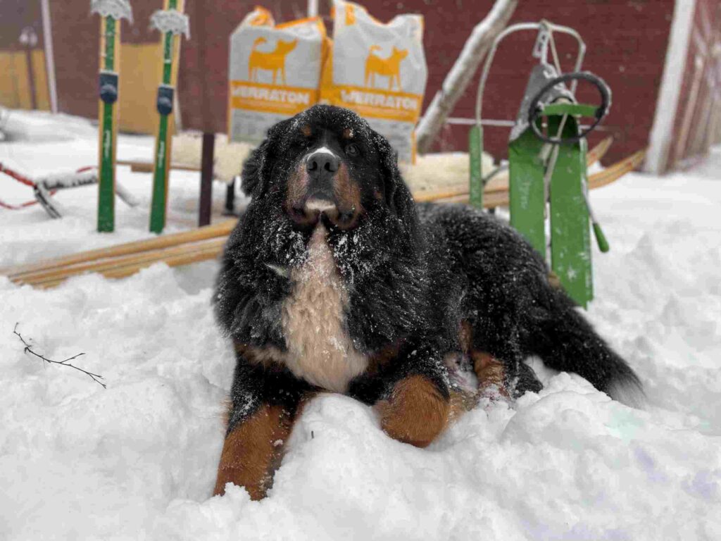 Koira lumessa