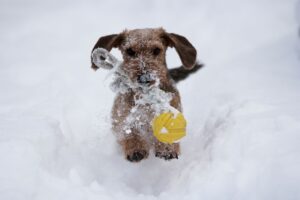 koira leikkii pallolla lumihangessa