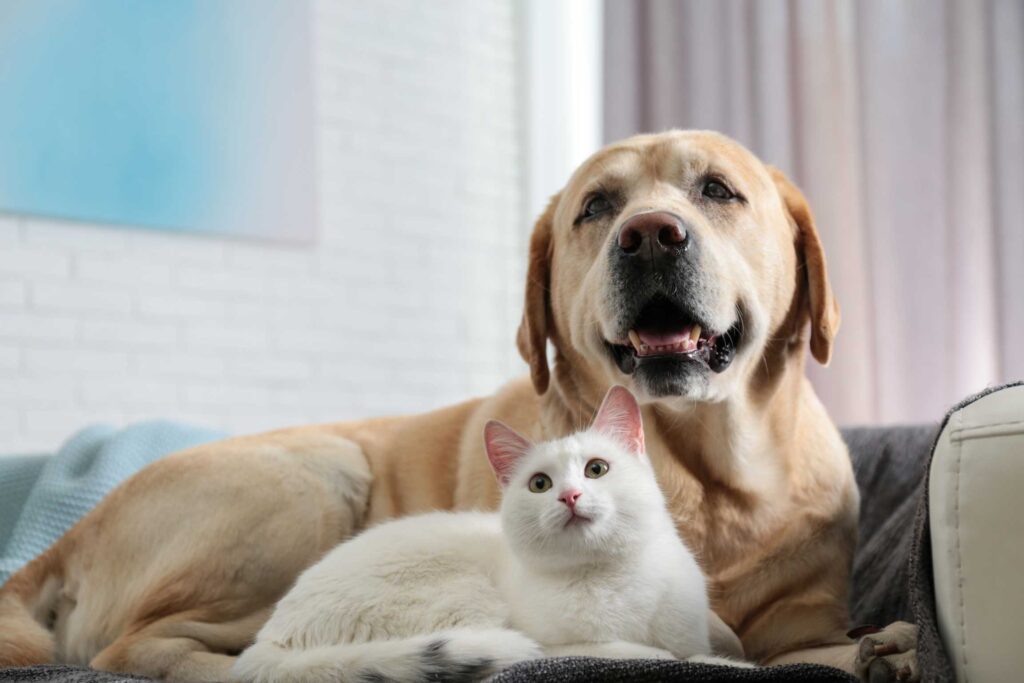 koira ja kissa sohvalla