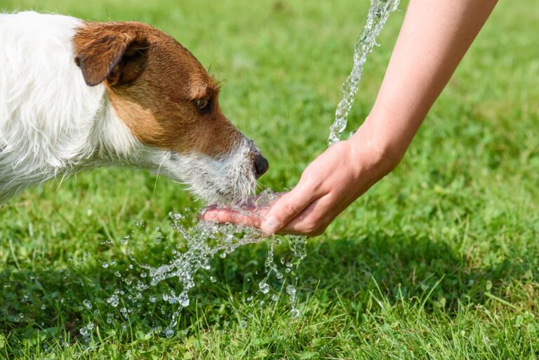Koira juo omistajan kädestä vettä