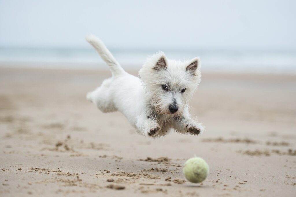 valkoinen koira leikkii rannalla