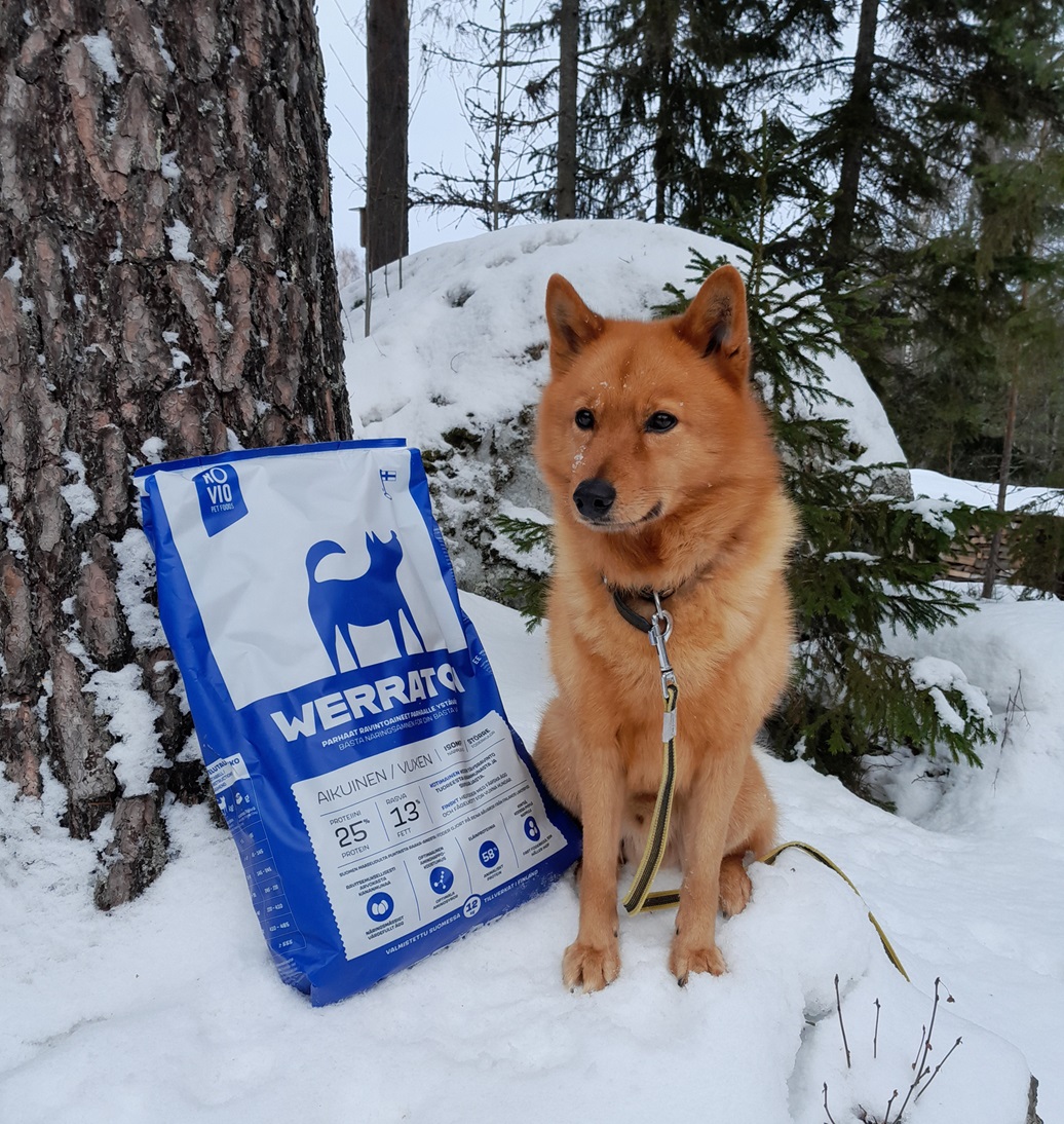 Suomenpystykorva Aatun Mets styskausi 2023 Rovio Pet Foods Suomenpystykorva Aatun Mets styskausi 2023 Rovio Pet Foods