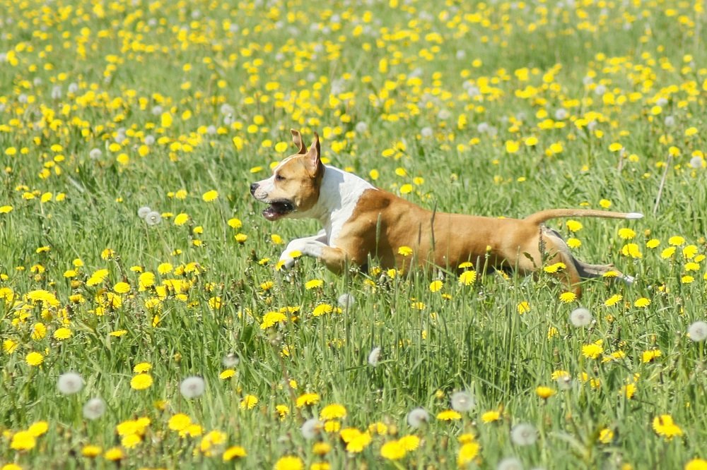 koira juoksee kukkapellossa