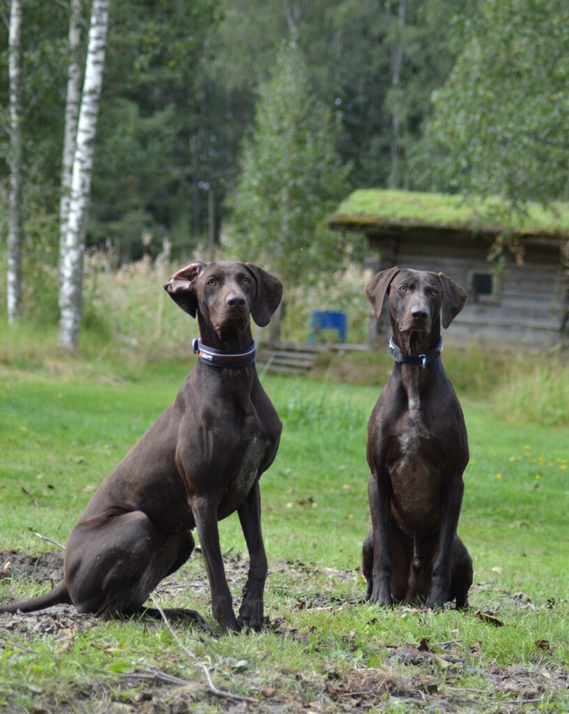 kaksi koiraa istuu nurmikolla