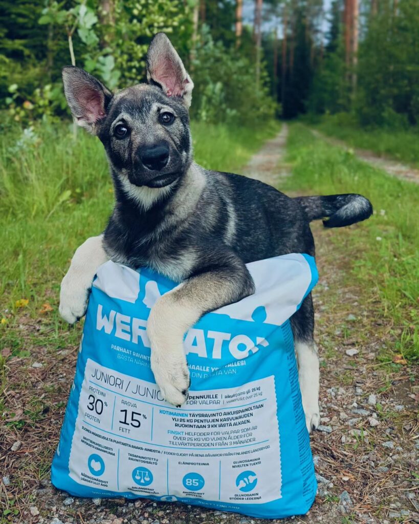 koiranpentu Werraton Juniori 