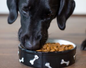 Musta koirasyö Werraton ruokaa
