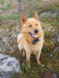 Suomenpystykorva metsässä