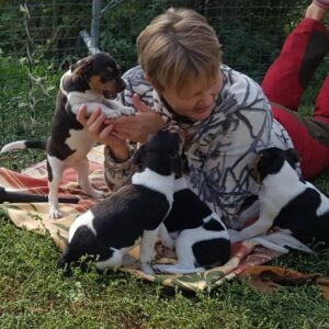 Neljä koiranpentua ja nainen nurmikolla