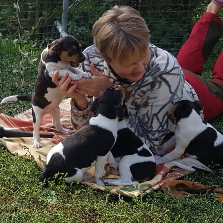 Neljä koiranpentua ja nainen nurmikolla