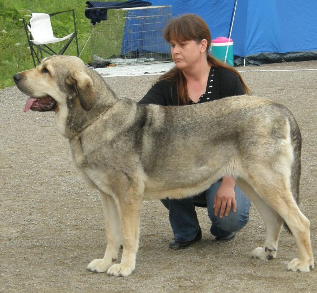 Isokokoinen koira ja nainen