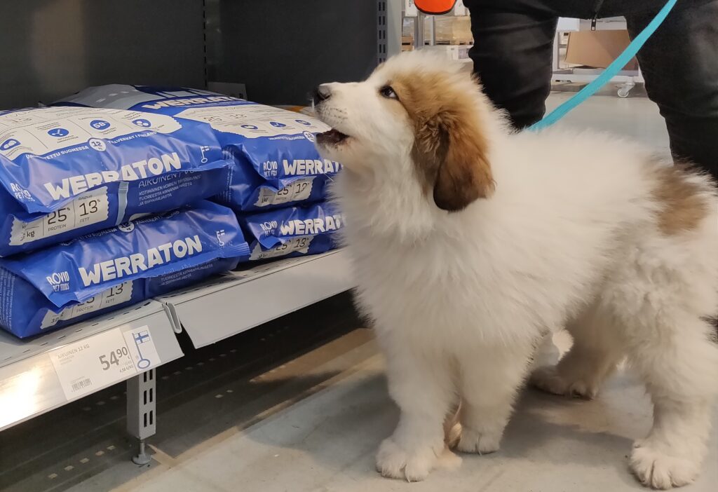 Valkoinen koiranpentu kaupan hyllyjen edessä