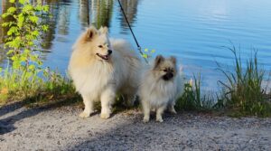 Kaksi vaaleaa pientä koiraa rannalla kesällä