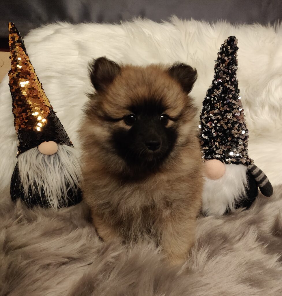 Koiranpentu ja kaksi joulutonttua