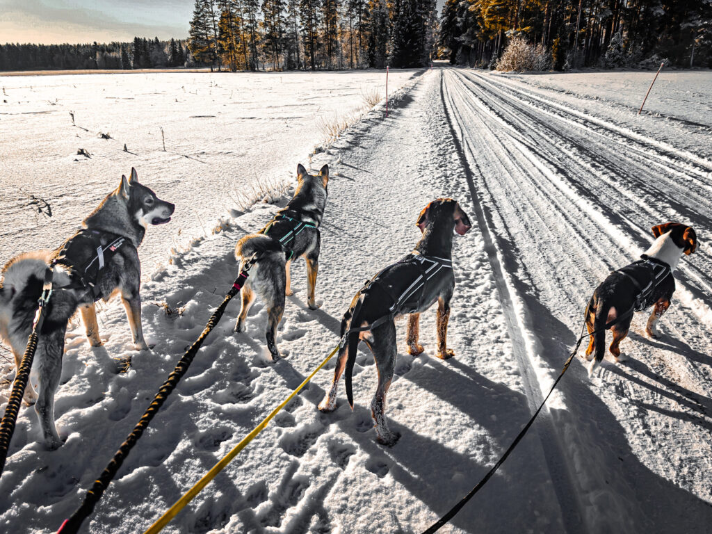 Neljä koiraa seisoo lumisella tiellä