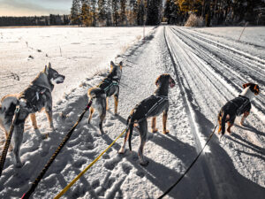 Neljä koiraa seisoo lumisella tiellä