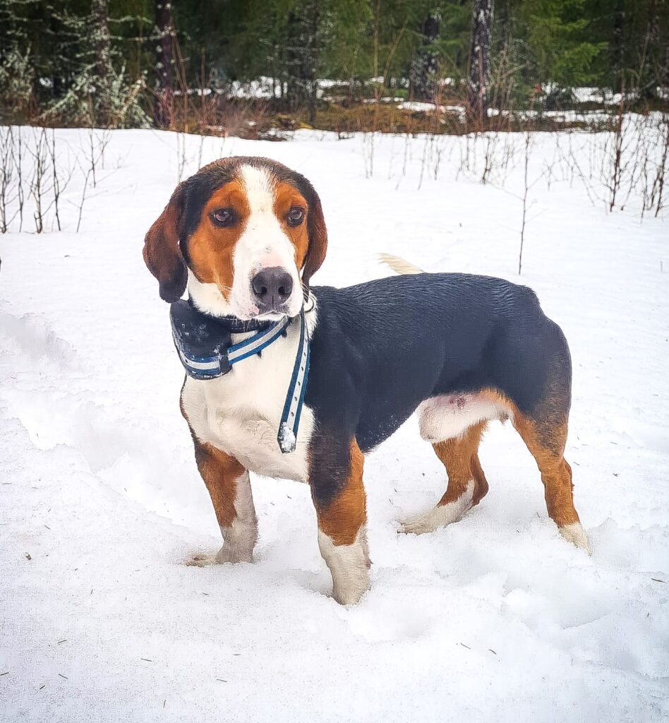 Dreeveri seisoo hangessa