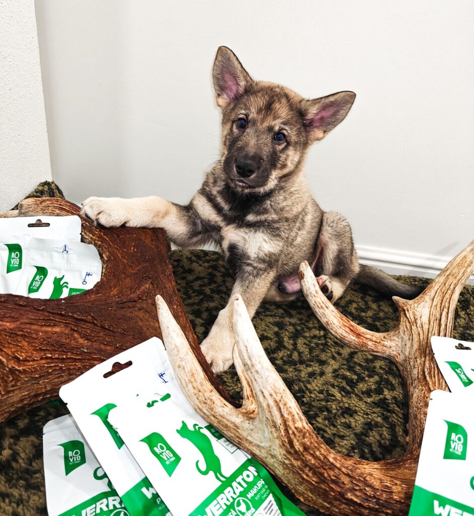 Koiranpentu istuu hirvensarvien vieressä