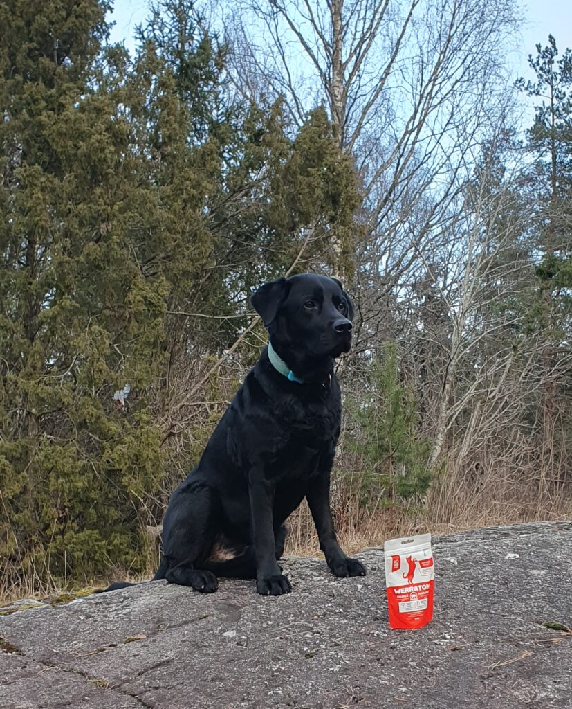 Musta labradorinnoutaja istuu kalliolla