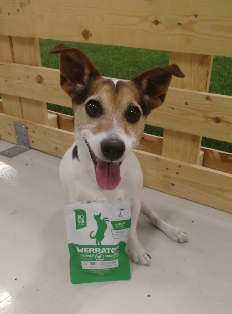 Pieni koira istuu makupalapussin kanssa