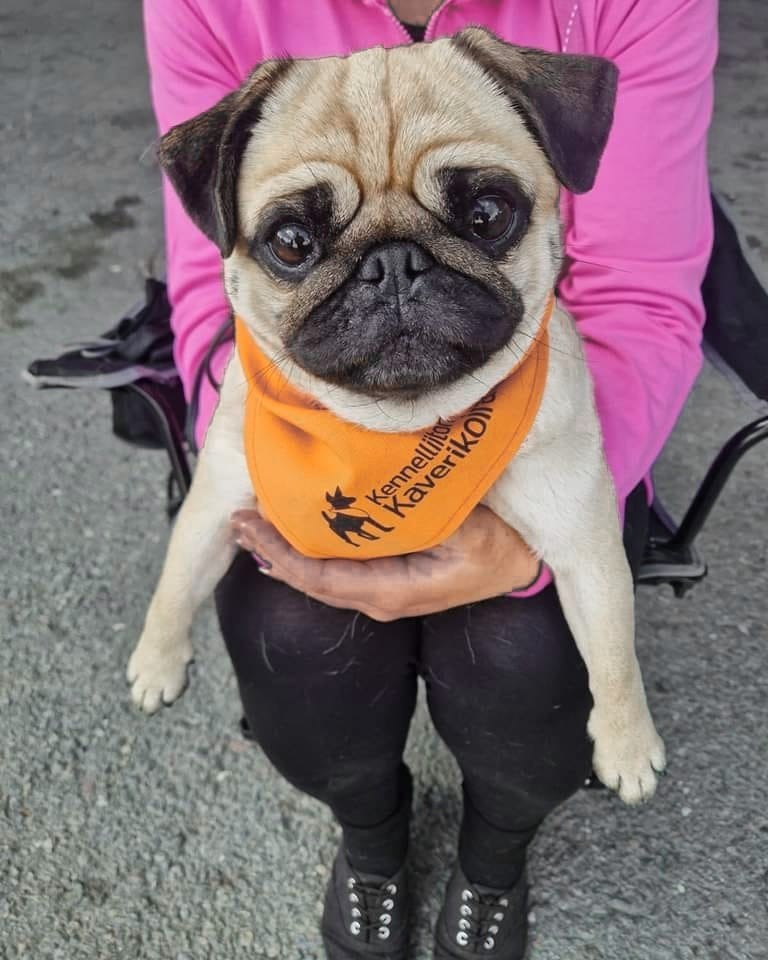 Mopsikoira sylissä katsoo suoraan kameraan