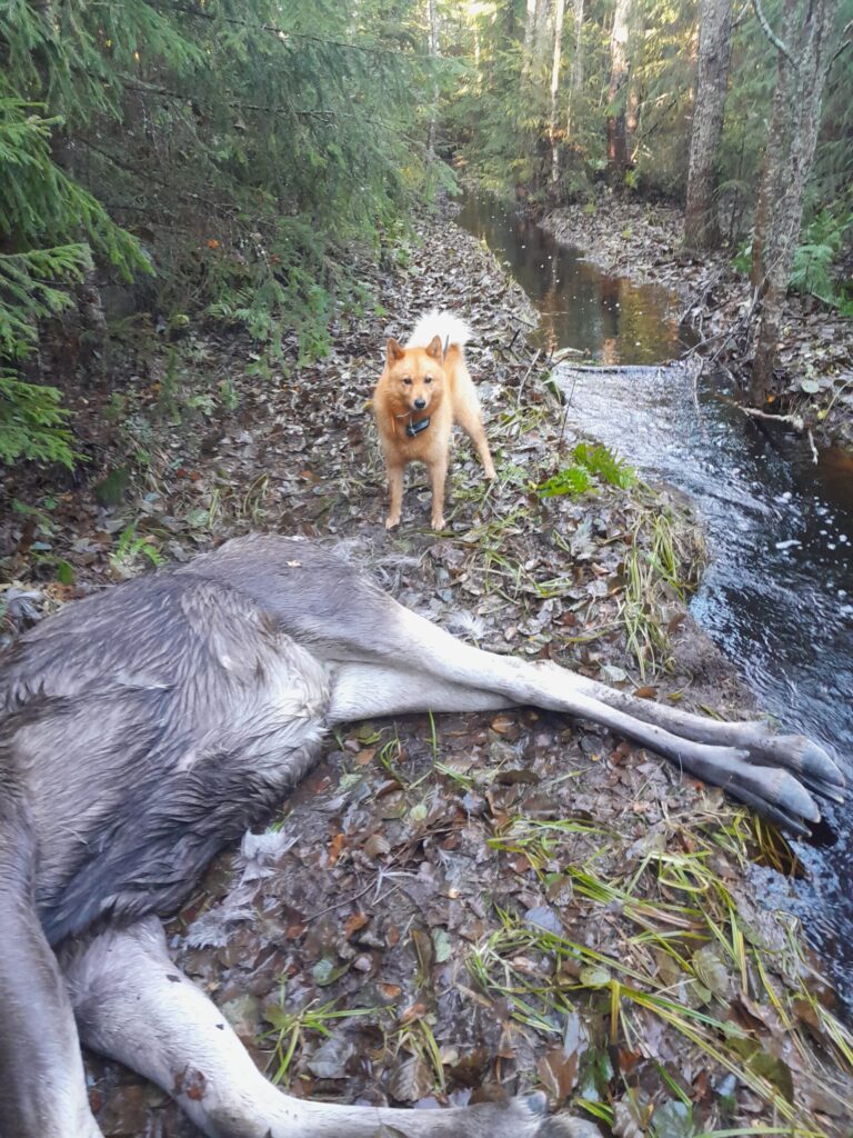Metsästyskoira Aatu ja hirvi joen rannalla
