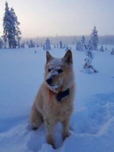 Pystykorva Aatu lumihangessa