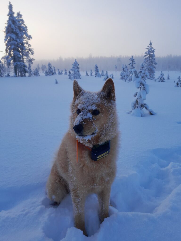 Pystykorva Aatu lumihangessa