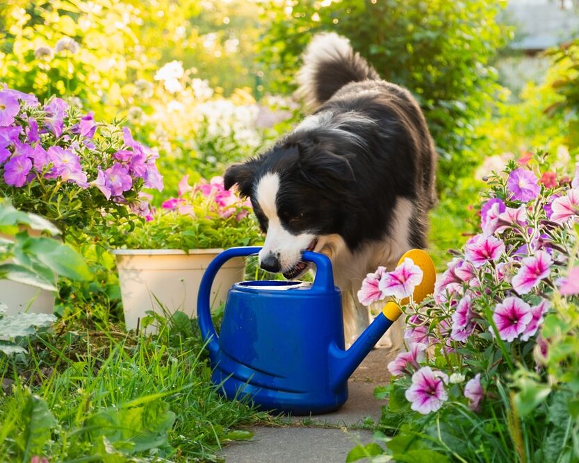 koira puutarhassa kastelukannu suussa