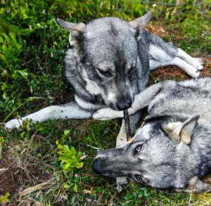 Kaksi koiraa leikkii