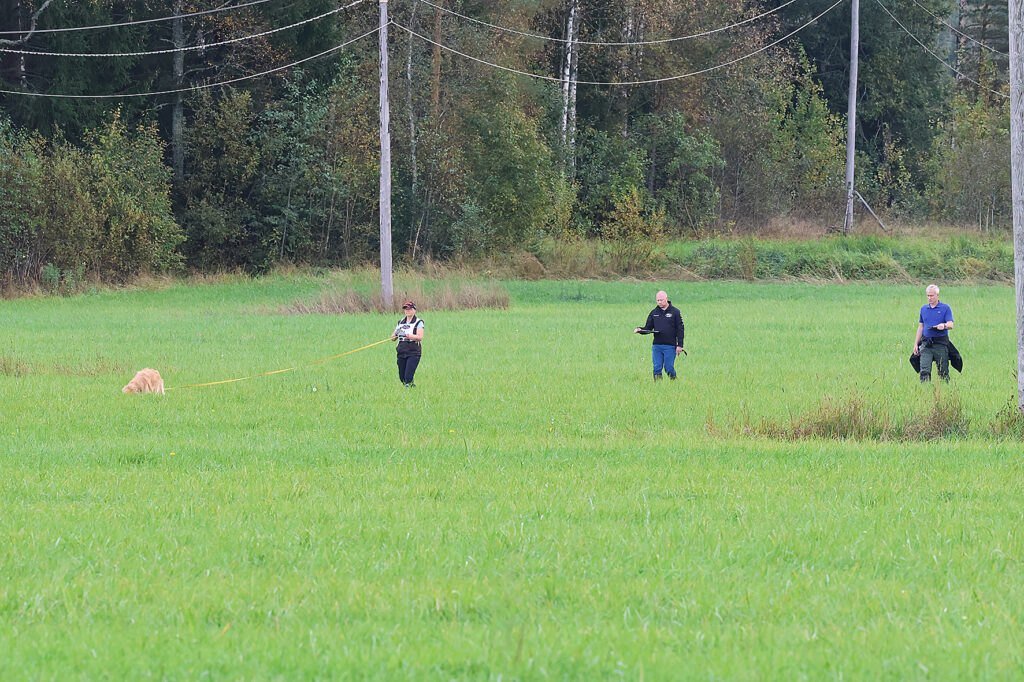 koira jäljestää ruohikossa, ohjaaja ja kaksi tuomaria seuraavat