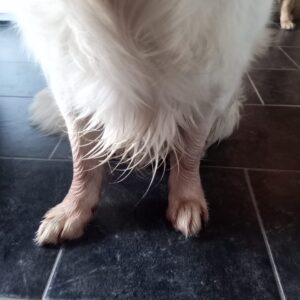 Koiran tassut ppunertavat