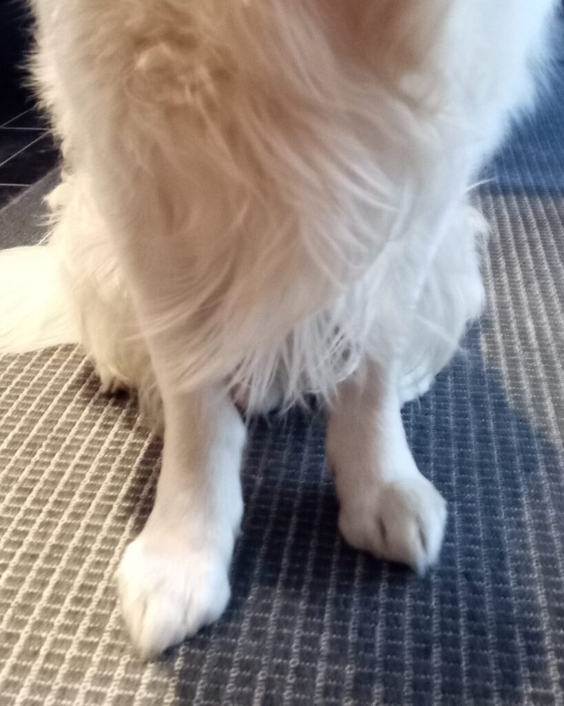 Eddien tassut puhtaan vaaleat