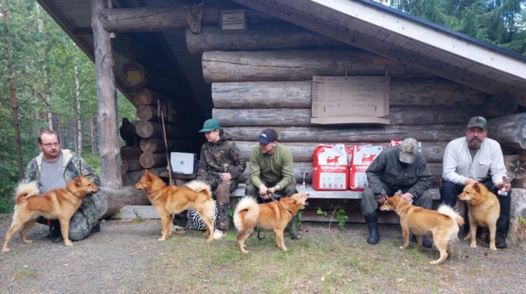 Metsästyskoiriä palkintojen kanssa kokeen jälkeen