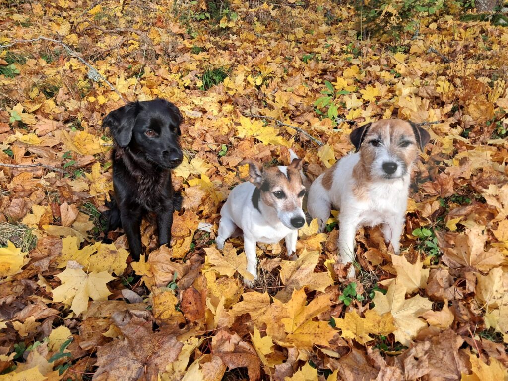 kolme koiraa iistuvat ruskalehdillä